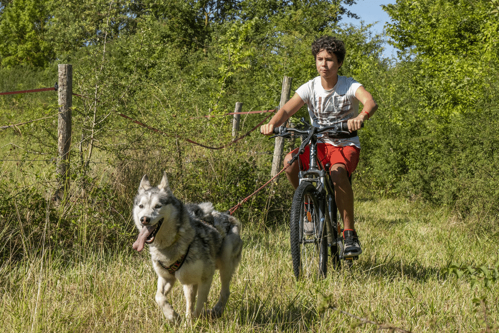 Kolyma, chiens de traineau, cani-rando