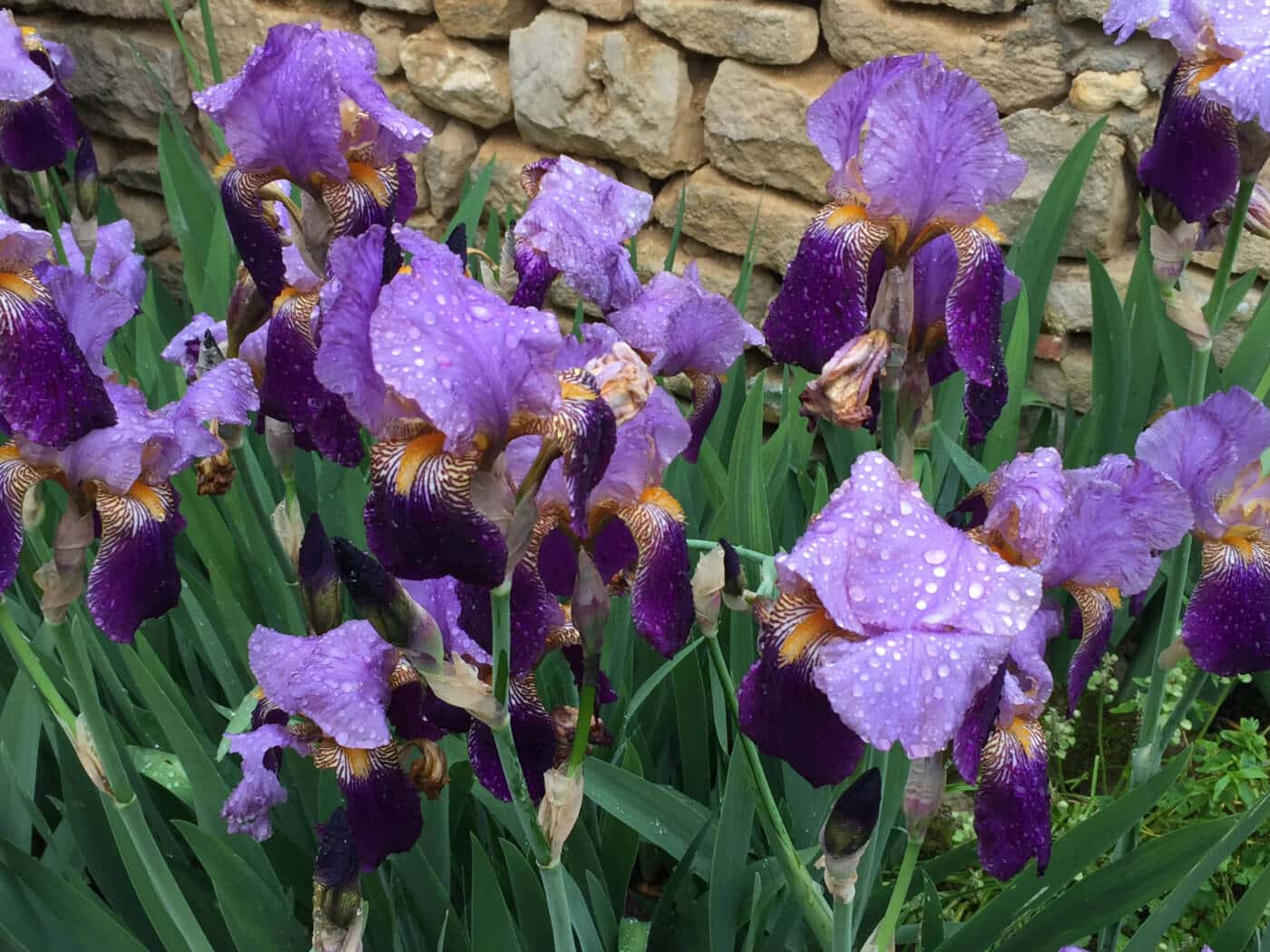 Nature cottage in the Puy le Comte estate | Tourism Vienne